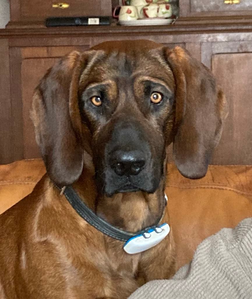 Tsar du marais de lorian