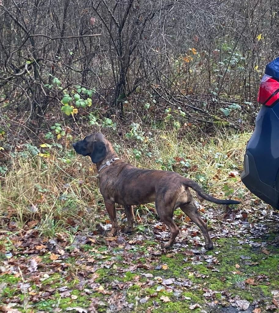 Dora ze sfory ta-dzika